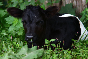 black and white calf lying down showing only its head