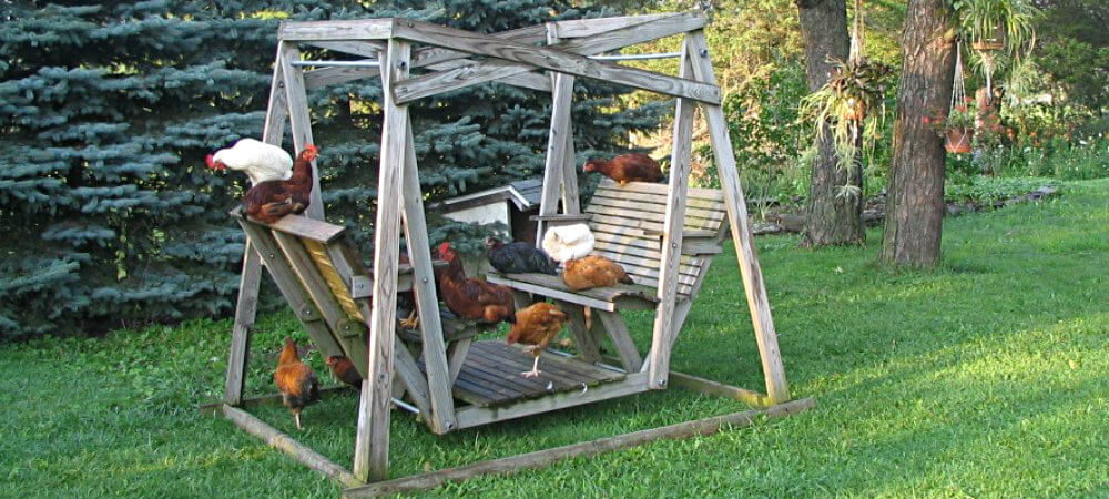 a dozen chickens perched on a double swing in the back yard